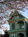 More blossoms on our street.
